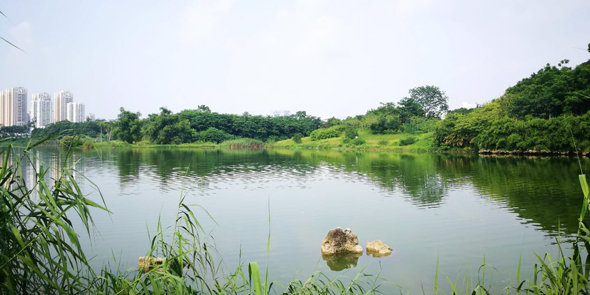 南寧相思湖公園物業(yè)綠化服務采購項目案例