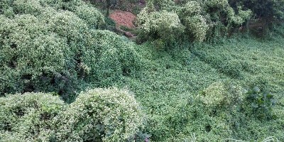 你知道有哪些“植物殺手“嗎？